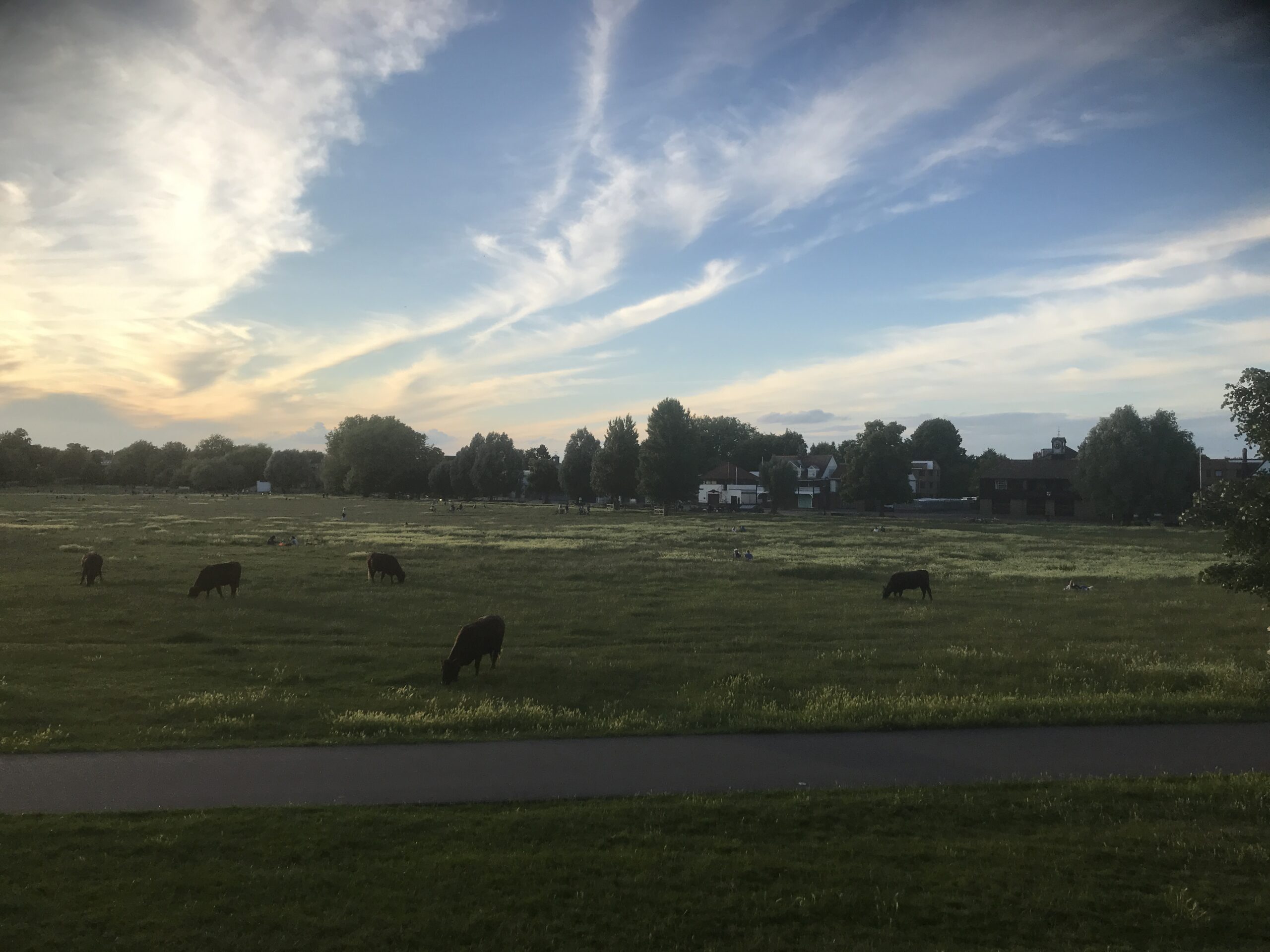 cattle-scaled.jpeg cattle-scaled.jpeg